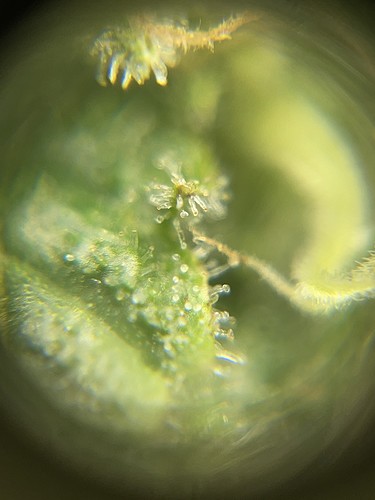 Growreport Bild 13