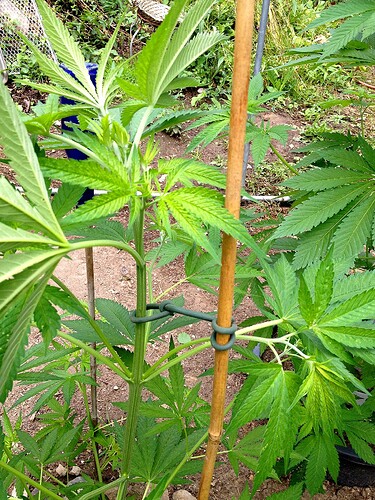 069_SturmwarnungPoly_02