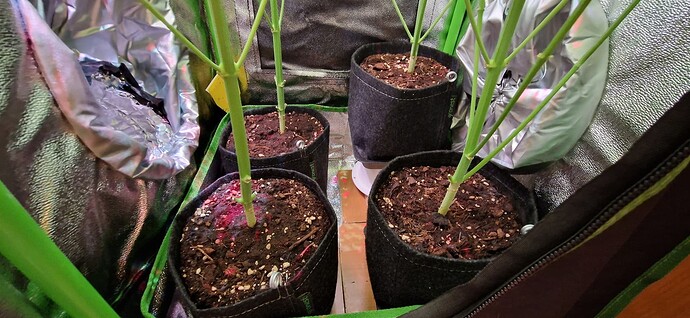 Growreport Bild 7