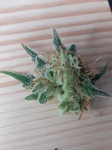 bl01