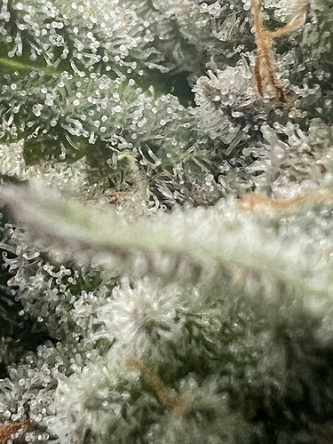 Growreport Bild 19