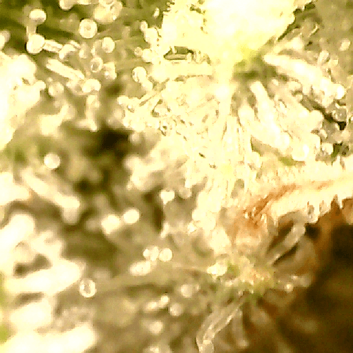 Growreport Bild 16