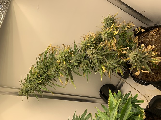 Growreport Bild 2