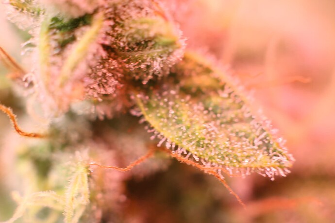 Growreport Bild 14