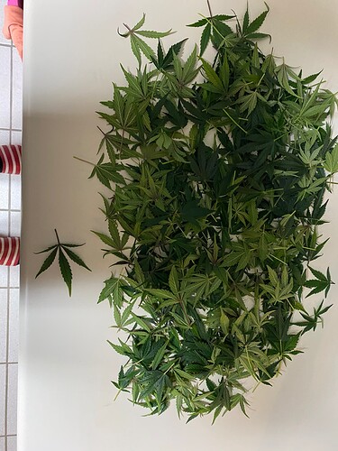 Growreport Bild 6