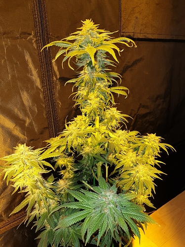 Growreport Bild 39