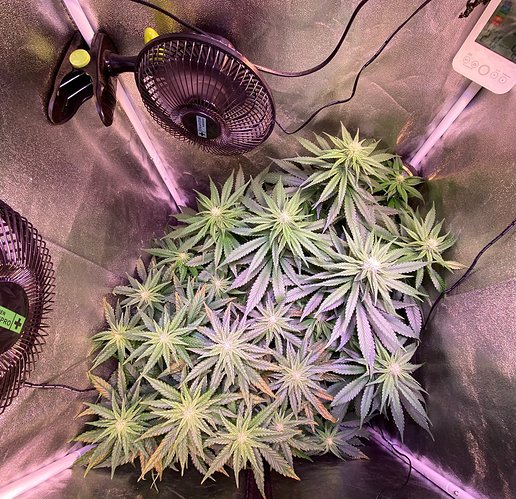 Growreport Bild 1