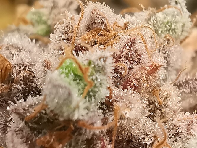 Growreport Bild 34