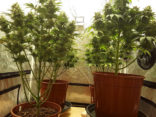 Growreport Bild 8