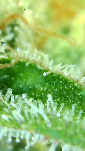 Growreport Bild 21