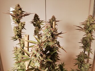 GG#2_240112-4