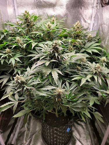 Growreport Bild 3