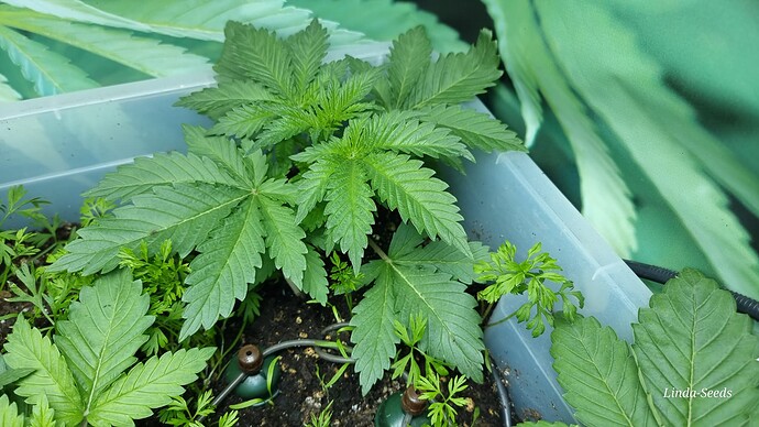 Growreport Bild 15