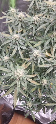 Growreport Bild 13