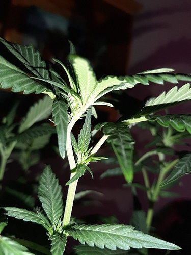 Growreport Bild 12