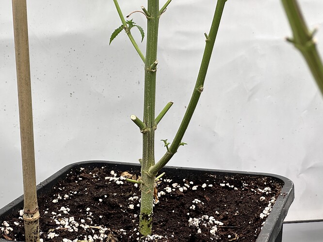 Growreport Bild 17