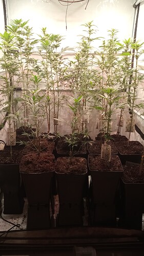 Growreport Bild 68