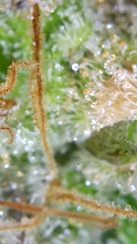 Growreport Bild 6