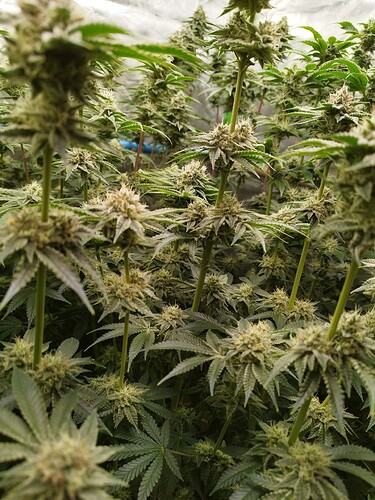 Growreport Bild 9