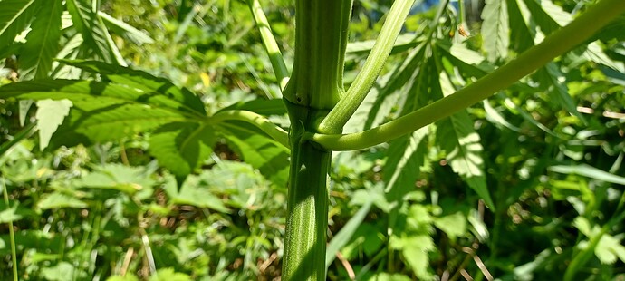 Growreport Bild 8