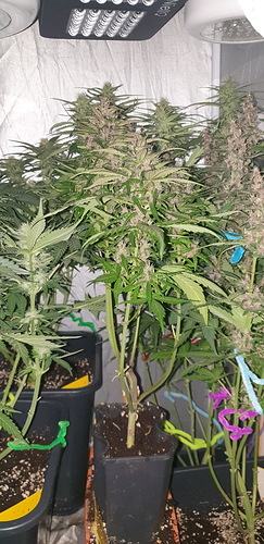 Growreport Bild 2