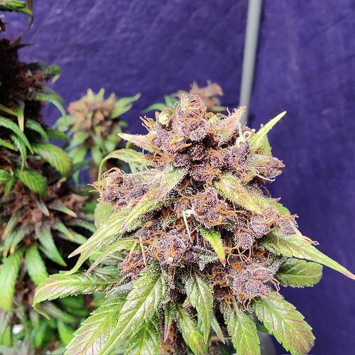 Growreport Bild 55