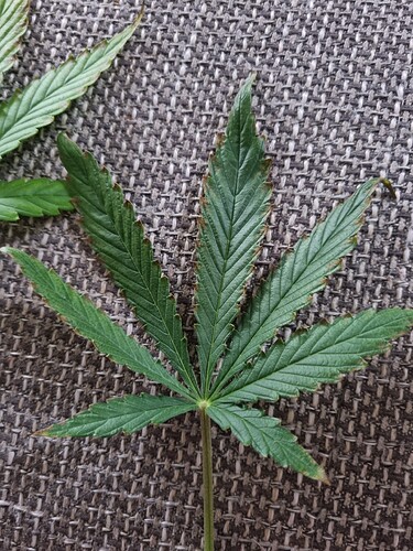 Growreport Bild 18