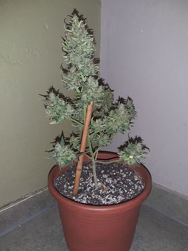 Growreport Bild 10