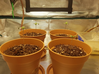 Growreport Bild 12