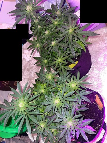 Growreport Bild 11