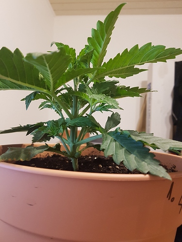 Growreport Bild 6