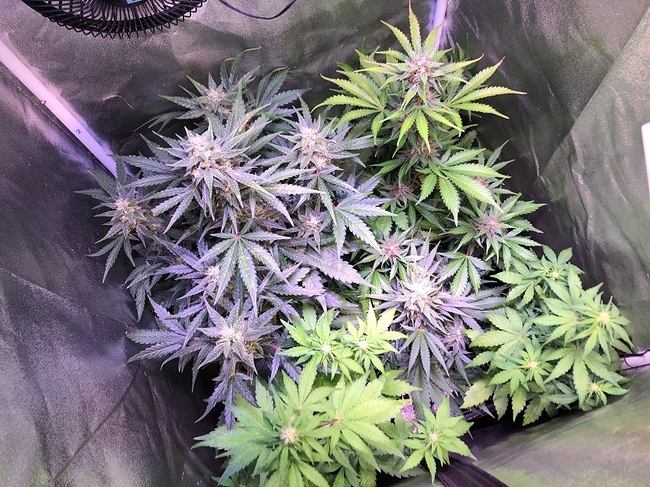 Growreport Bild 41