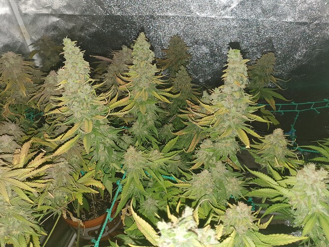 Growreport Bild 31