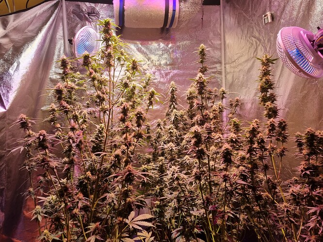 Growreport Bild 38