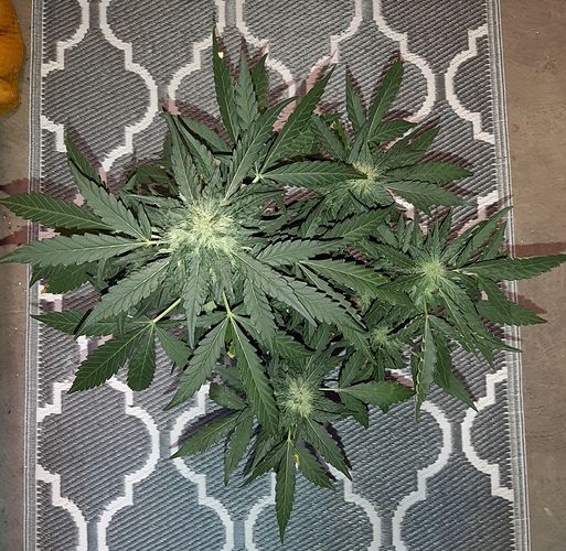 Growreport Bild 5