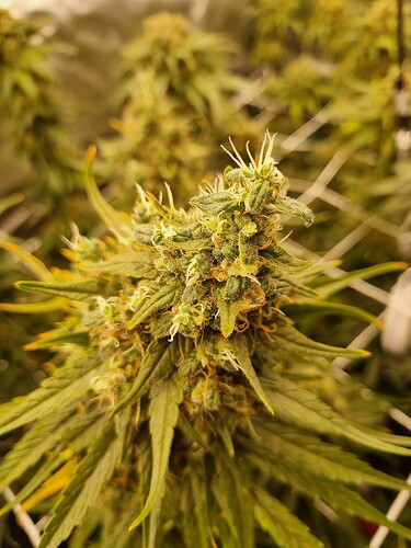 Growreport Bild 27