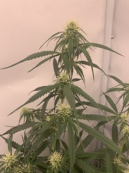 Growreport Bild 19