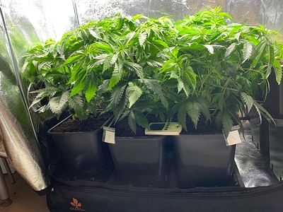 Growreport Bild 16