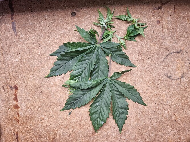 Growreport Bild 23