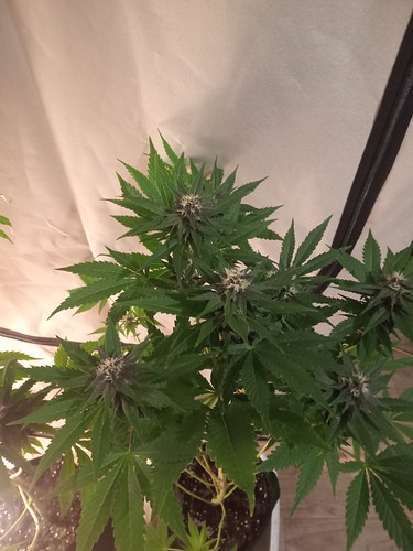 Growreport Bild 29
