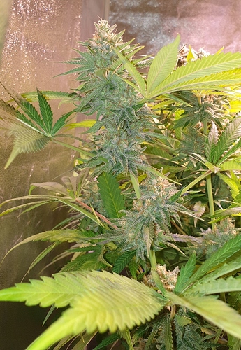 Growreport Bild 5