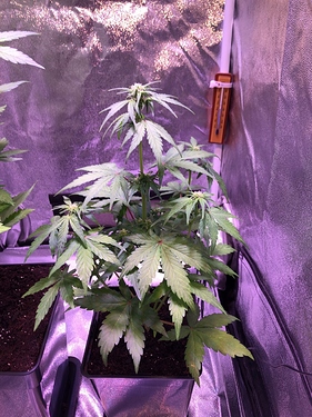 Growreport Bild 42