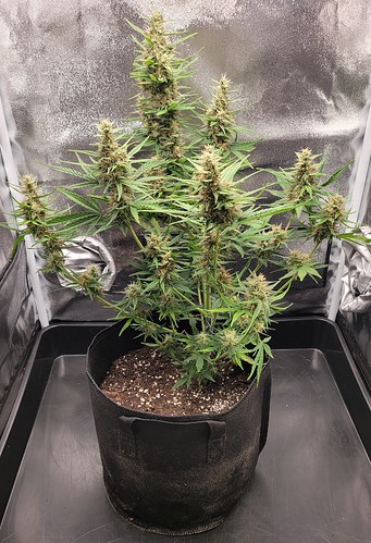 Growreport Bild 1