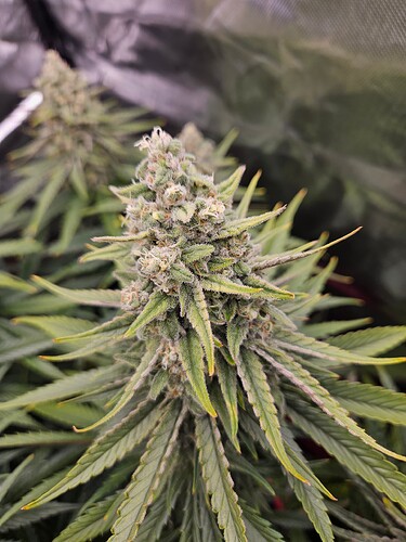 Growreport Bild 29