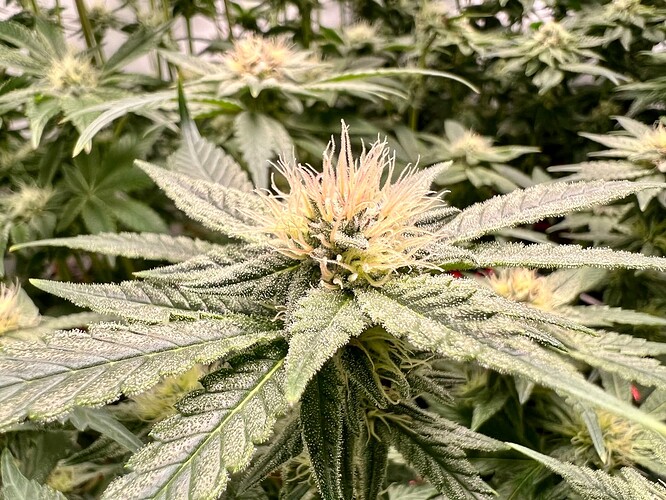 Growreport Bild 7