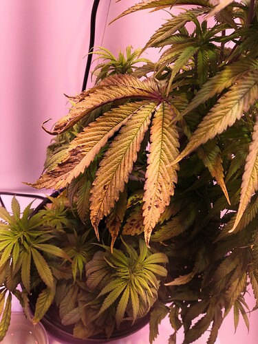 Growreport Bild 2