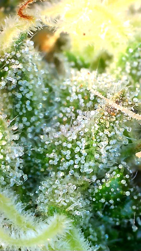 Growreport Bild 7
