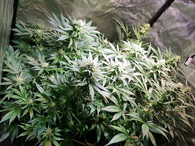 Growreport Bild 53