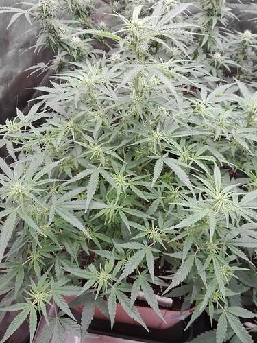 Growreport Bild 19