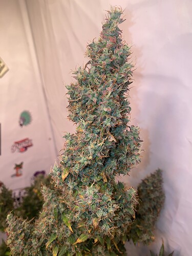 Growreport Bild 3